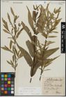 Foto von Salix lucida Muhl. x Salix nigra Marshall